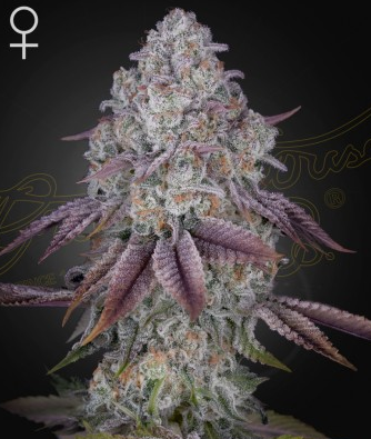 Persian Pie Feminisiert Green House Seeds Company