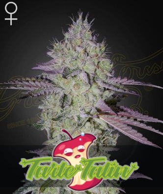 Tarte Tatin Feminisiert Green House Seeds Company