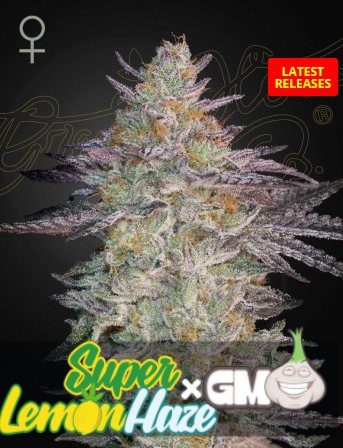 Super Lemon Haze x GMO Feminisiert Green House Seeds Company