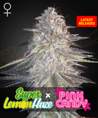 Super Lemon Haze x Pink Candy Feminisiert Green House Seeds Company