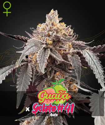 Auto Guava x Gelato 41 (Feminisiert) Green House Seeds Company