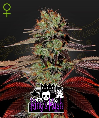 Auto King's Kush (Feminisiert) Green House Seeds Company