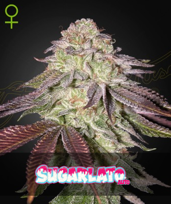 Auto Sugarlato (Feminisiert) Green House Seeds Company