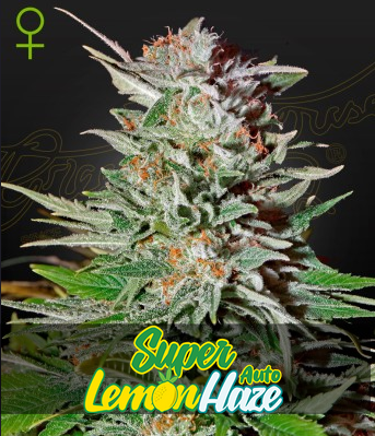 Auto Super Lemon Haze (Feminisiert) Green House Seeds Company