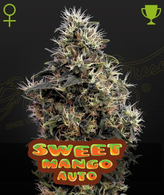 Auto Sweet Mango (Feminisiert) Green House Seeds Company