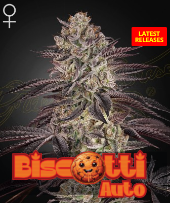 Auto Biscotti (Feminisiert) Green House Seeds Company