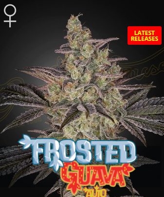 Auto Frosted Guava (Feminisiert) Green House Seeds Company