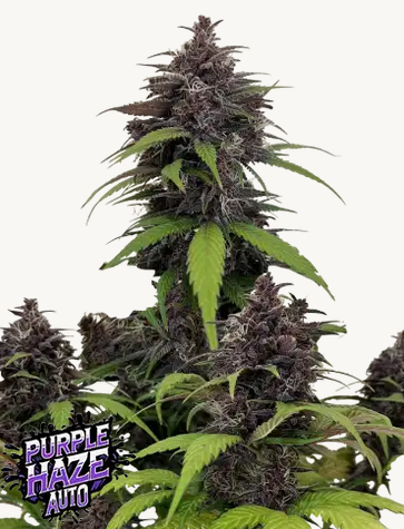 Auto Purple Haze (Feminisiert) Fast Buds