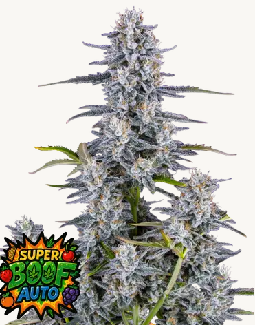 Auto Super Boof (Feminisiert) Fast Buds
