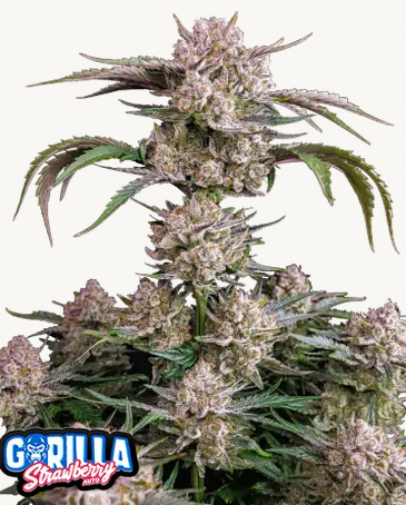 Auto Strawberry Gorilla (Feminisiert) Fast Buds