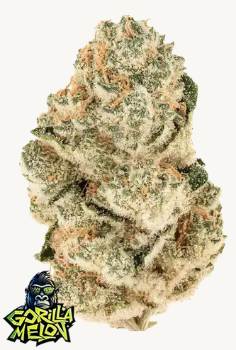 Gorilla Melon Feminisiert Fast Buds