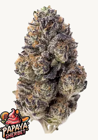 Papaya Sherbet Feminisiert Fast Buds