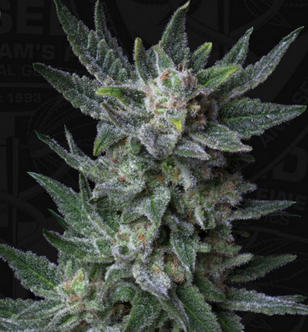 Auto Bubblegum (Feminisiert) T.H.Seeds™
