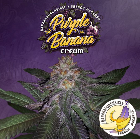 Purple Banana Cream Feminisiert T.H.Seeds™