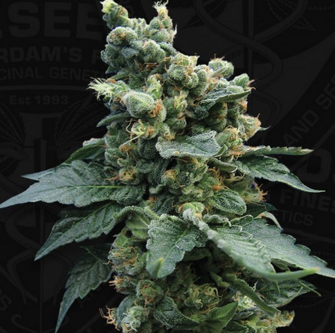 S.A.G.E.™'n Sour  Feminisiert T.H.Seeds™
