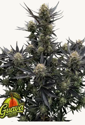 Auto Guava RF3 (Feminisiert) Fast Buds