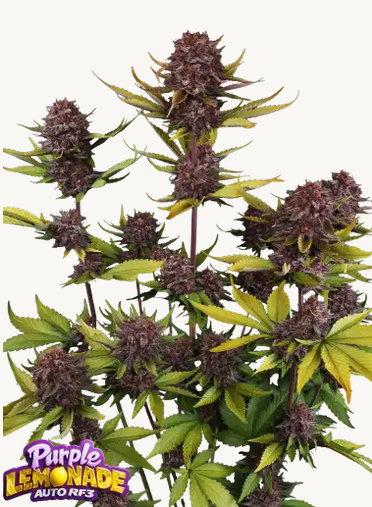 Auto Purple Lemonade RF3™ (Feminisiert) Fast Buds