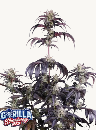 Auto Strawberry Gorilla RF3™ (Feminisiert) Fast Buds
