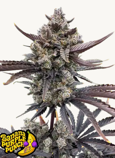 Auto Banana Purple Punch RF3™ (Feminisiert) Fast Buds