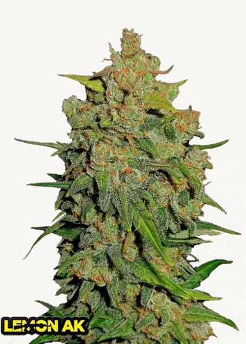 Auto Lemon AK (Feminisiert) Fast Buds
