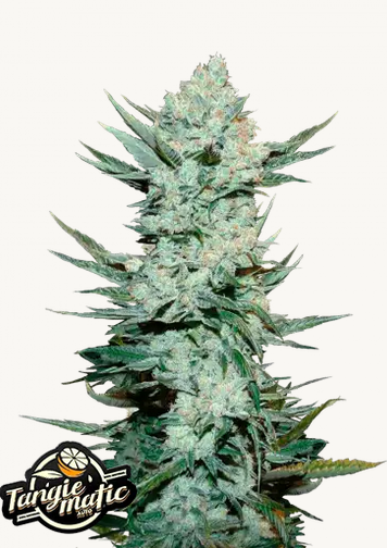 Auto Tangie (Feminisiert) Fast Buds