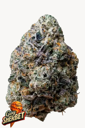 Gary Sherbet™ Feminisiert Fast Buds