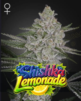 Shishka Lemonade Feminisiert Green House Seeds Company