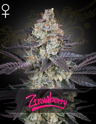 Ztrawberry Feminisiert Green House Seeds Company