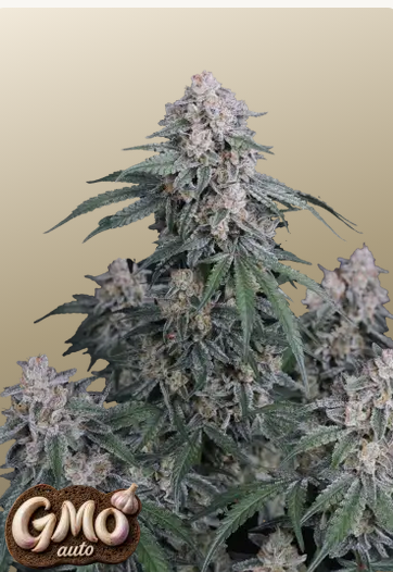 Auto GMO™ (Feminisiert) Fast Buds