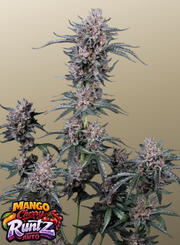 Auto Mango Cherry Runtz™ (Feminisiert) Fast Buds
