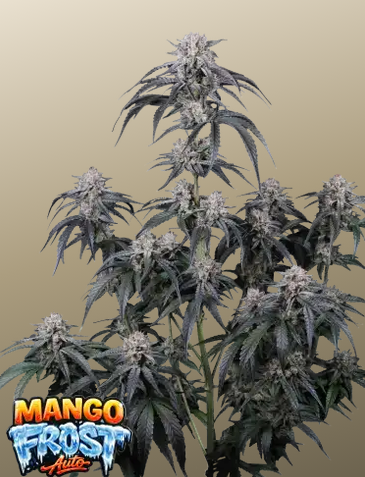 Auto Mango Frost™ (Feminisiert) Fast Buds