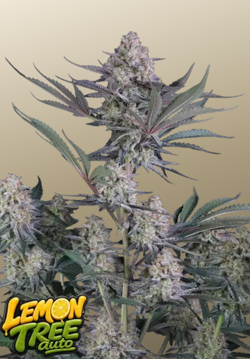 Auto Lemon Tree™ (Feminisiert) Fast Buds