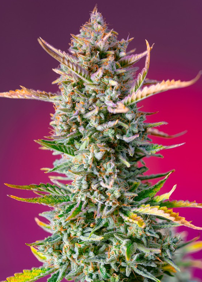 Gorilla Sherbet F1 Fast Version® Feminisiert Sweet Seeds
