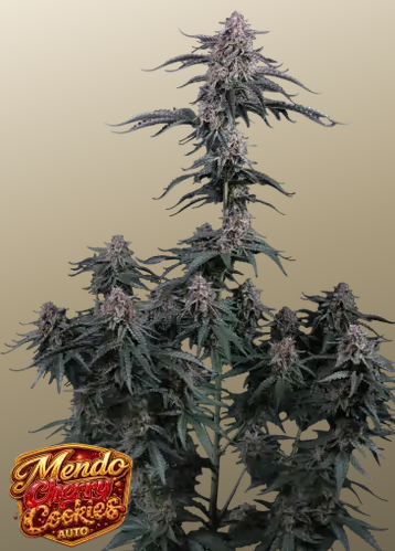Auto Mendo Cherry Cookies™ (Feminisiert) Fast Buds