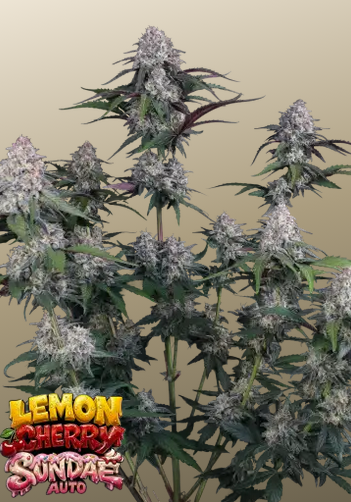 Auto Lemon Cherry Sundae™ (Feminisiert) Fast Buds