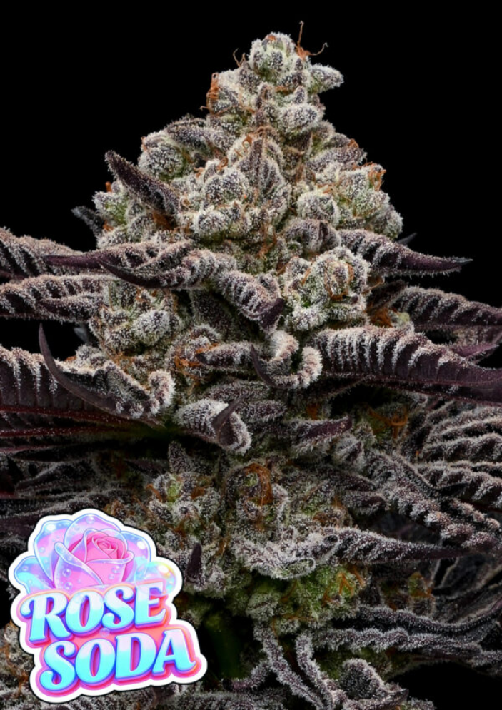Rose Soda Feminisiert Anesia Seeds