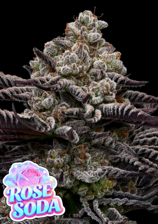 Rose Soda Feminisiert Anesia Seeds