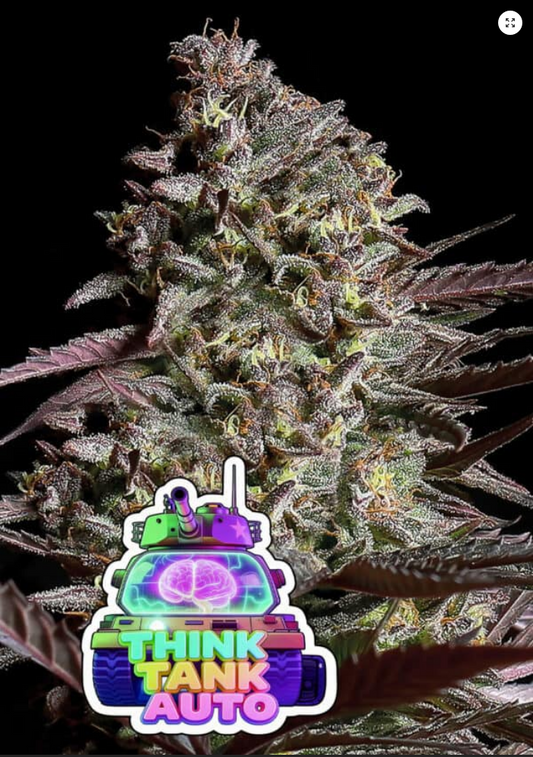 Auto Think Tank (Feminisiert) Anesia Seeds