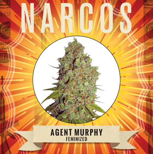 Agent Murphy Feminisiert Narcos Seeds