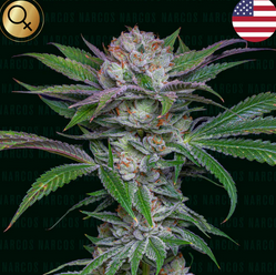 Sabroso Cherry Feminisiert US Premium Narcos Seeds