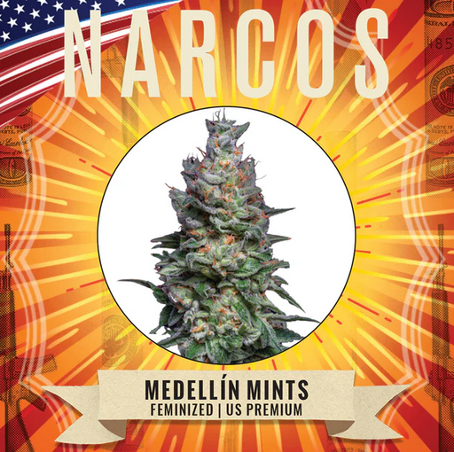 Medellín Mints Feminisiert US Premium Narcos Seeds
