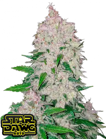 Auto Stardawg (Feminisiert) Fast Buds