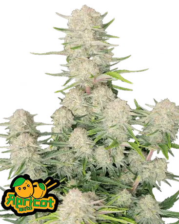 Auto Apricot (Feminisiert) Fast Buds