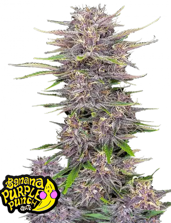 Auto Banana Purple Punch (Feminisiert) Fast Buds