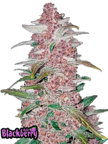 Auto Blackberry (Feminisiert) Fast Buds