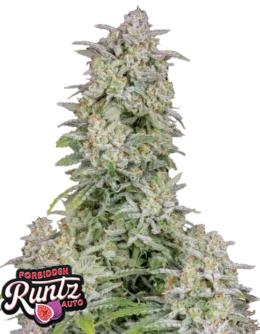 Auto Forbidden Runtz (Feminisiert) Fast Buds