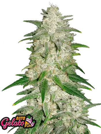 Auto Gelato (Feminisiert) Fast Buds