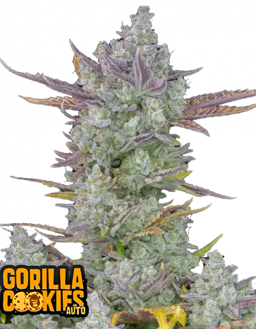 Auto Gorilla Cookies (Feminisiert) Fast Buds