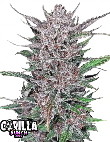 Auto Gorilla Punch (Feminisiert) Fast Buds