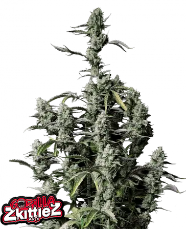 Auto Gorilla Zkittlez (Feminisiert) Fast Buds